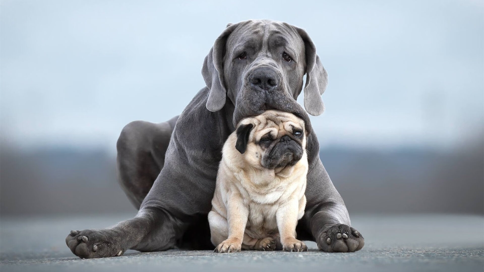 熊猫体育平台安全-全国青少年“篮球先锋”系列公益活动在西安持续进行，惠及边远地区
