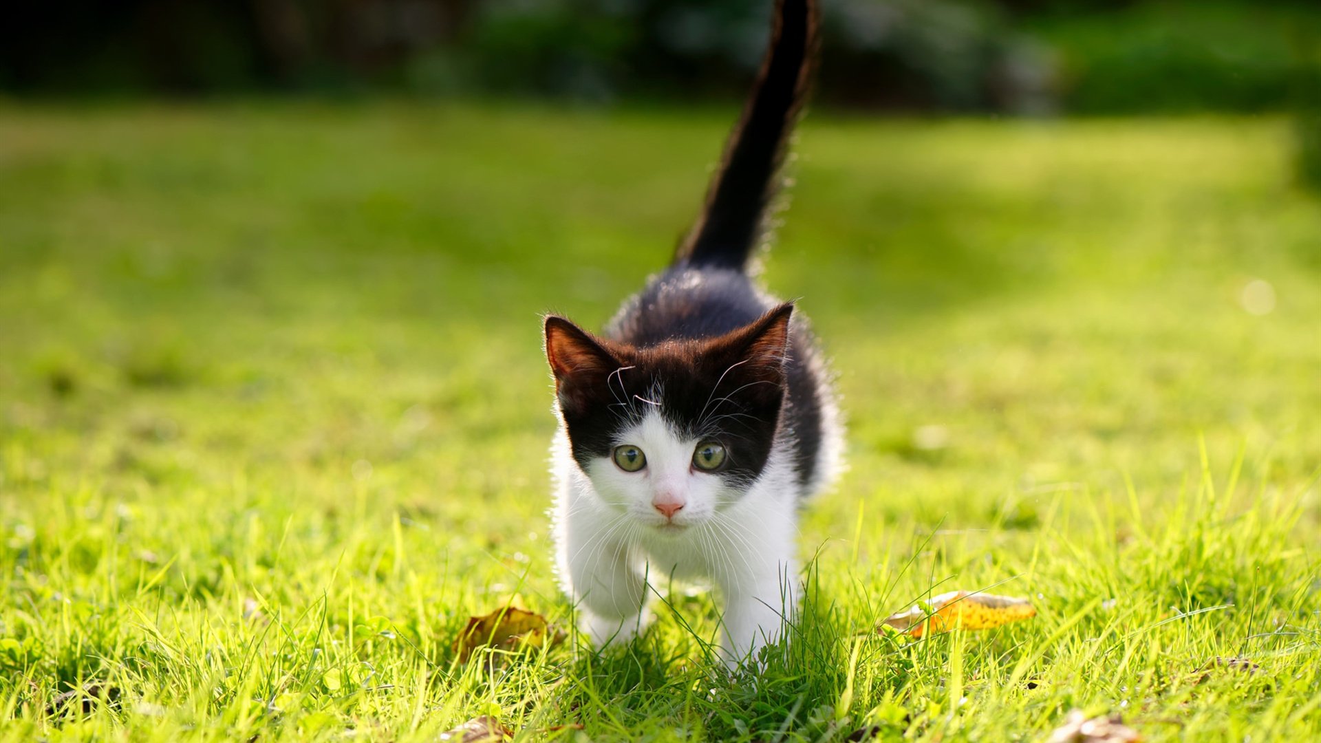 熊猫体育入口-塞内加尔骑手马马杜·巴在非洲马术锦标赛后宣布退役，结束辉煌的职业生涯。