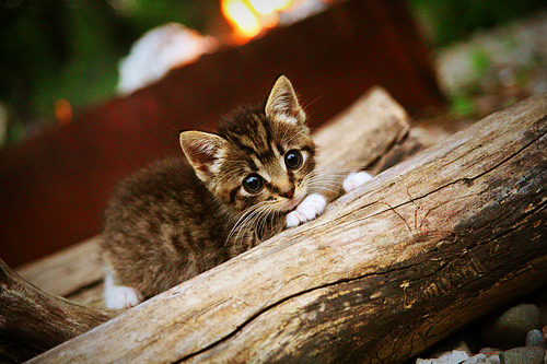 国际米兰小胜斯佩齐亚,欧冠席位稳固,国际米兰小胜斯佩齐亚,欧冠席位稳固了吗