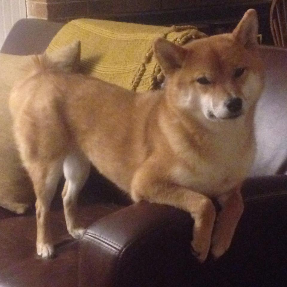 塞维利亚客场2-2战平莱加内斯,保级希望仍在,塞维利亚对加的斯比分预测