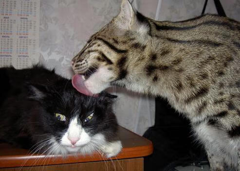 大比分差距下的比赛仍然引人入胜,大比分获胜的足球赛事