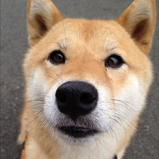 扎马莱克新赛季阵容公布,备战国内外赛事,马扎克资料