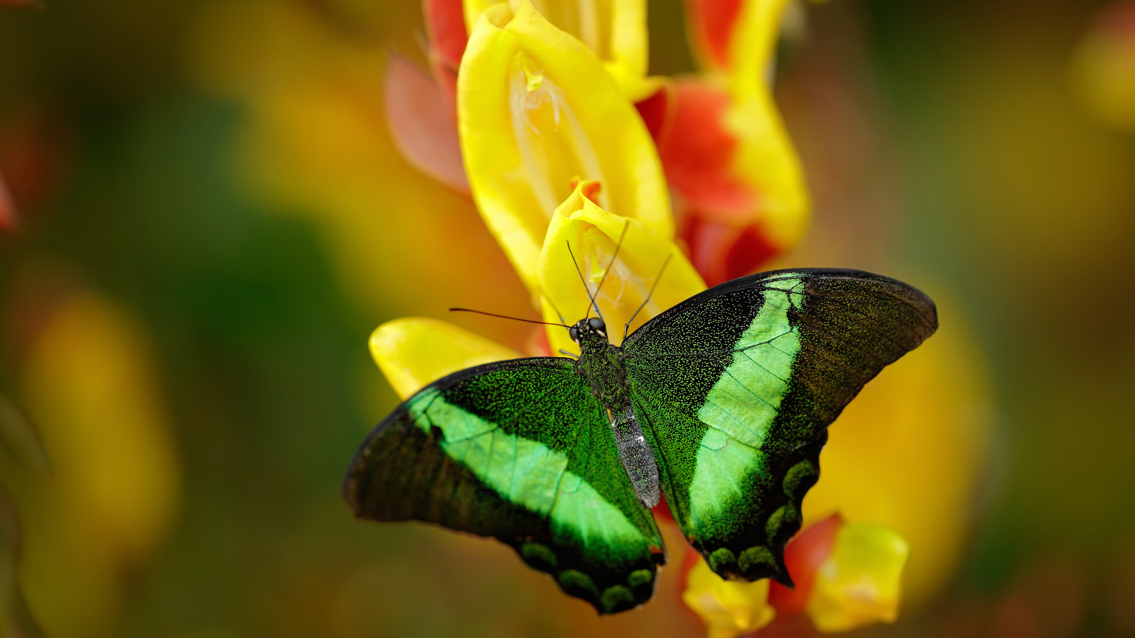 电竞直播平台技术架构设计与高并发处理技术分析,电竞直播市场