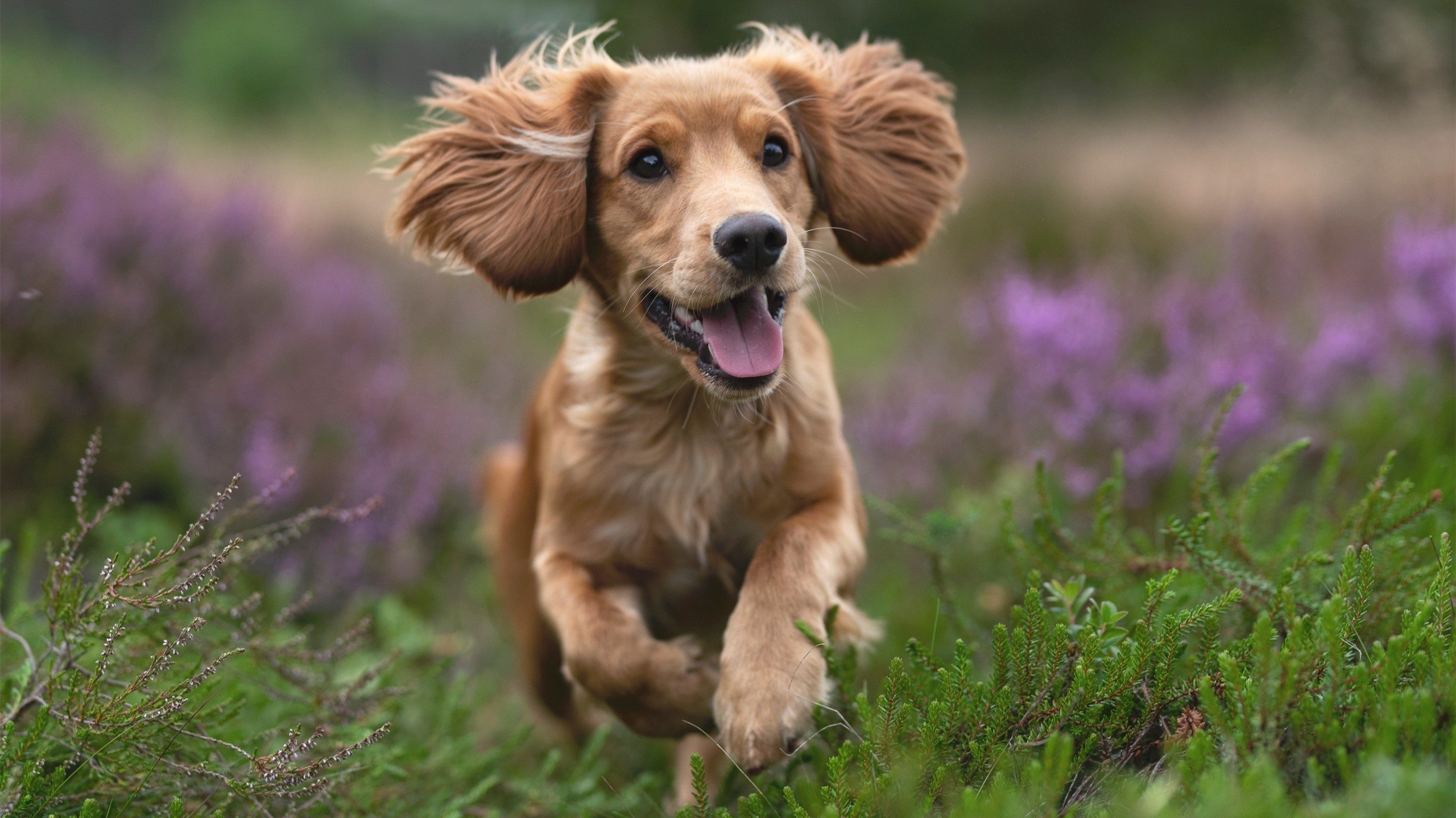 体育赛事志愿者激励机制探究,体育赛事志愿者工作安排方案