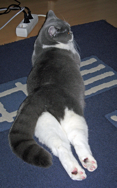 俱乐部管理缺失对联赛的影响,俱乐部管理缺失对联赛的影响分析