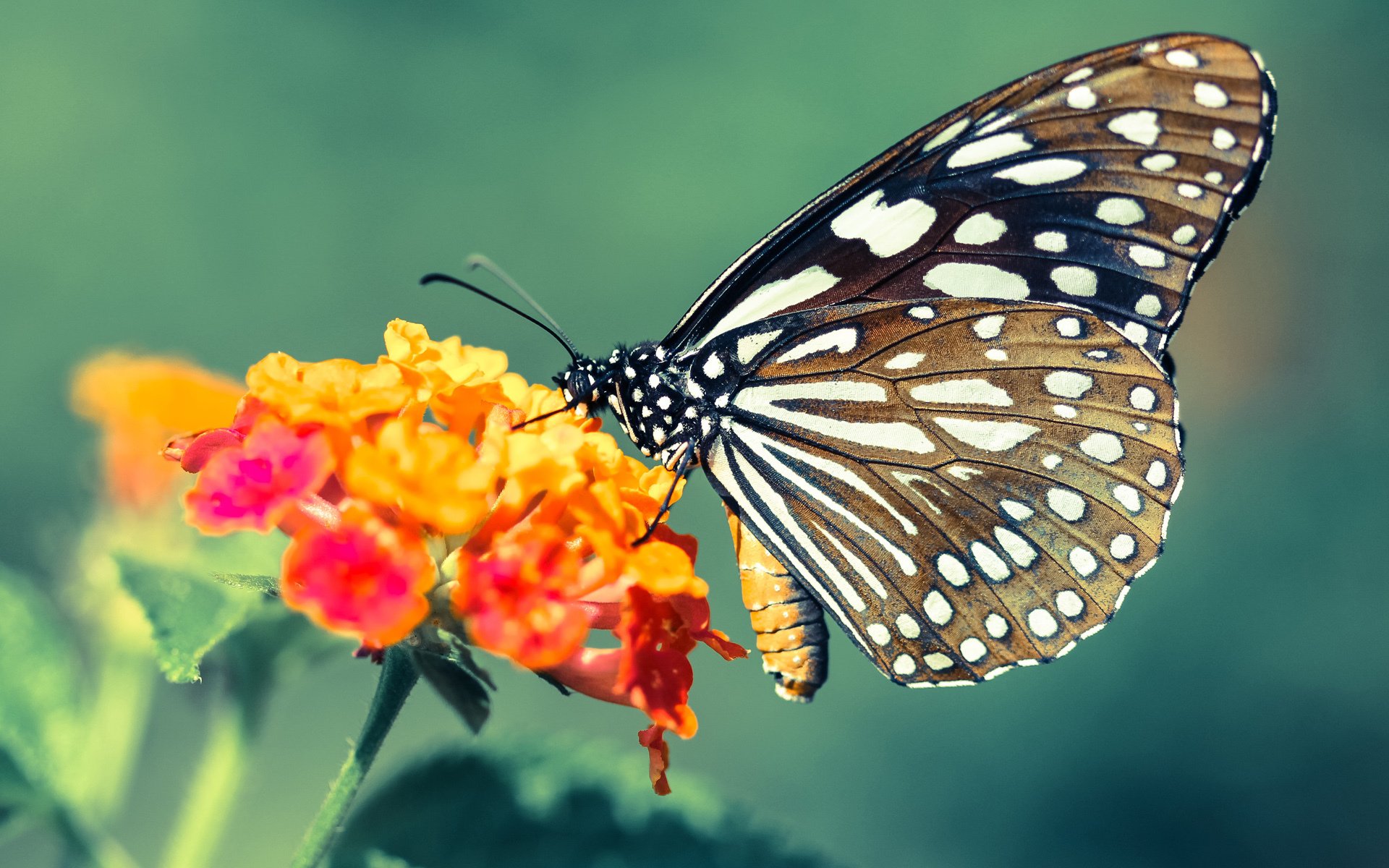 基层足球俱乐部资金短缺严重,基层足球俱乐部资金短缺严重怎么办