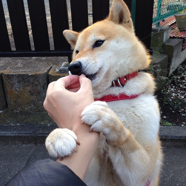 外援政策对联赛竞争力的影响,外援政策对联赛竞争力的影响有哪些