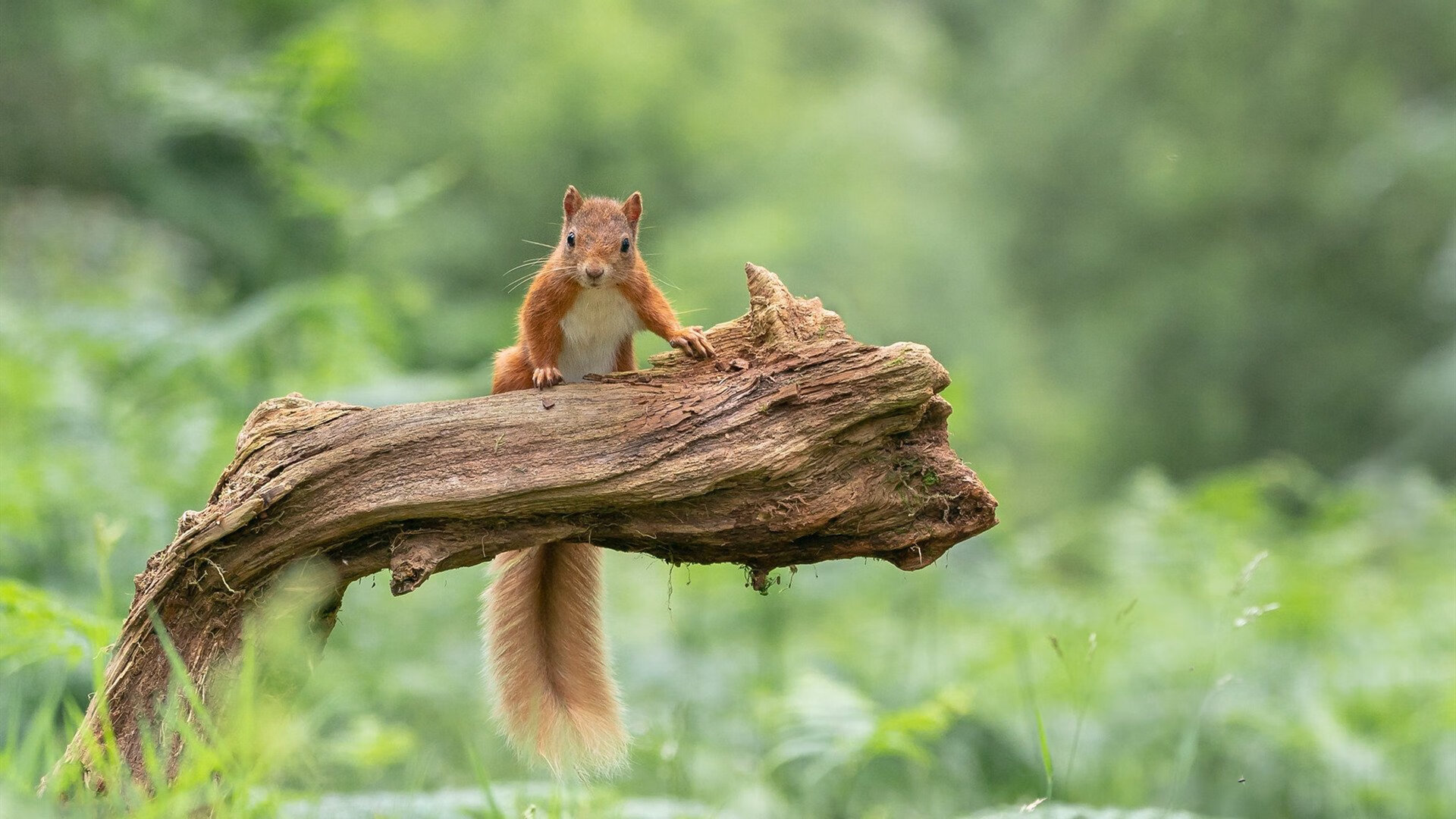 小前锋角色在现代篮球中的变化，小前锋角色在现代篮球中的变化是什么