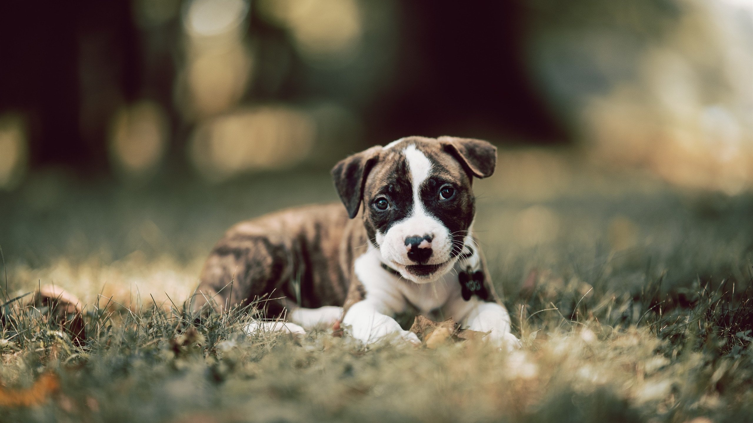 教练布置的节奏方案是否因对手而异,教练规则