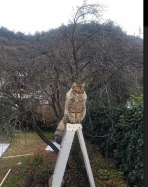 熊猫TV-蛙泳划水长度影响最终成绩？，蛙泳划水要快还是慢