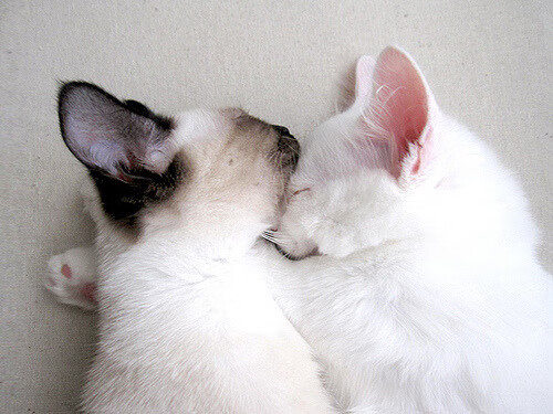 熊猫体育-辽宁飞豹在攻守平衡上取得显著进步，辽宁飞豹主场位置