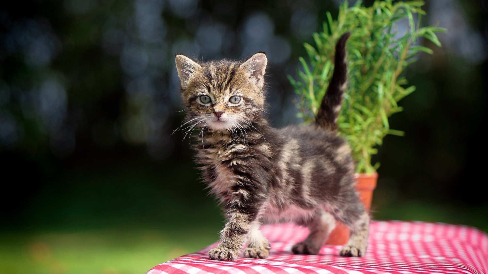 防守反击球队是否更适应五大联赛下半赛季节奏,防守反击什么意思