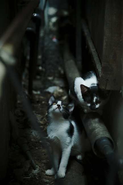 埃及男篮在非洲锦标赛中继续领跑,名副其实的非洲劲旅