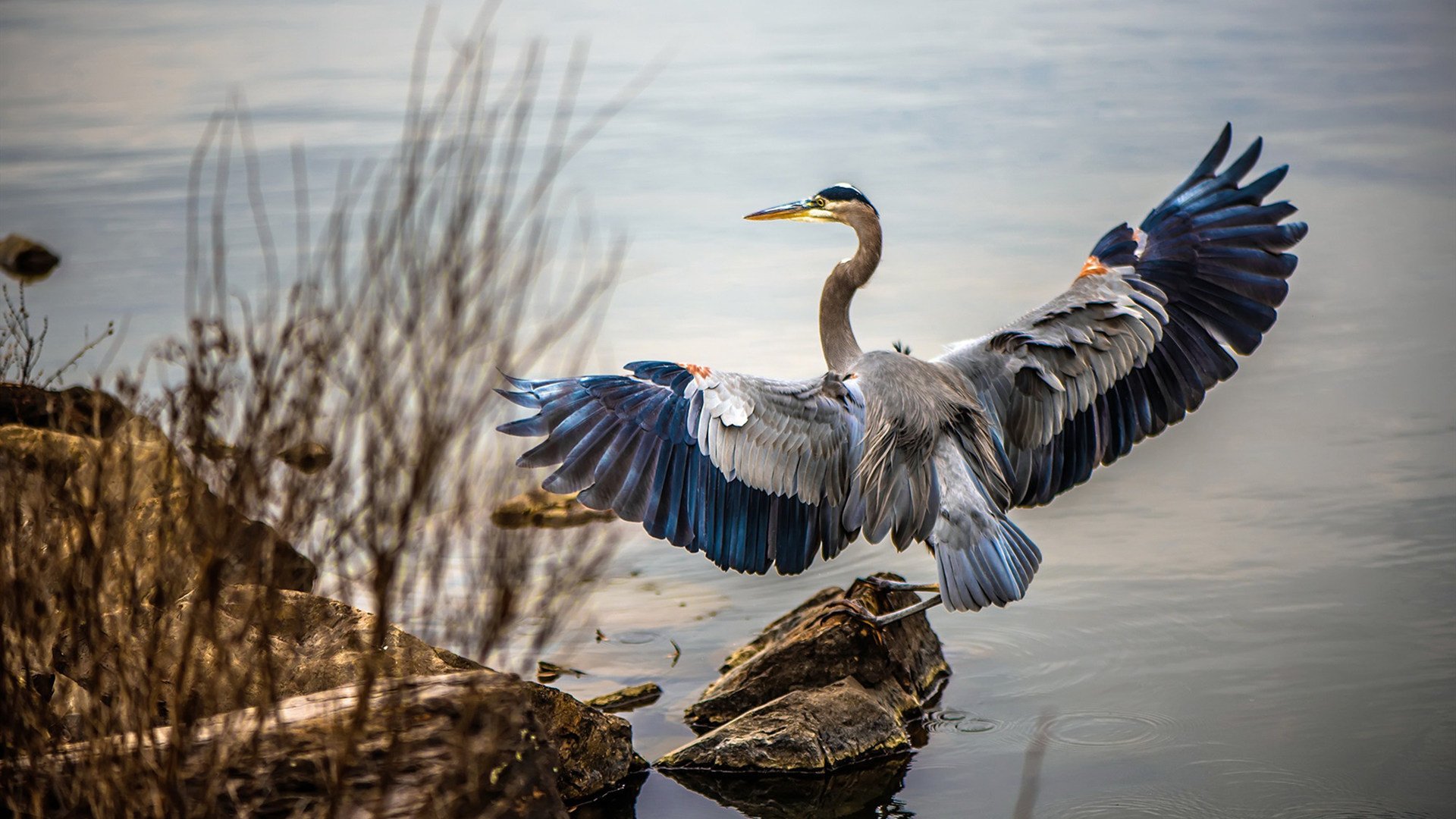 布克关键三分太阳继续刷新纪录,布克得过三分大赛冠军吗