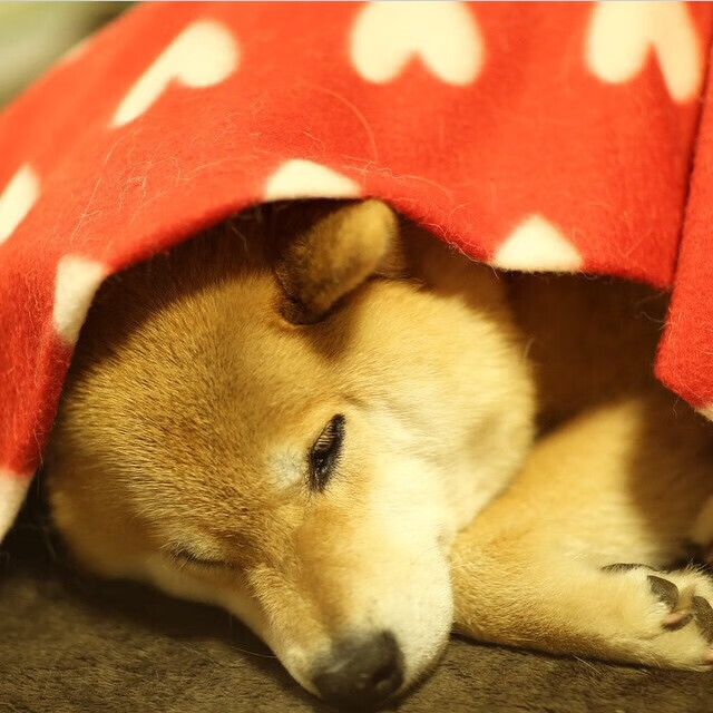 德甲连续进攻:攻势如潮,令人叹为观止,德甲多少场次