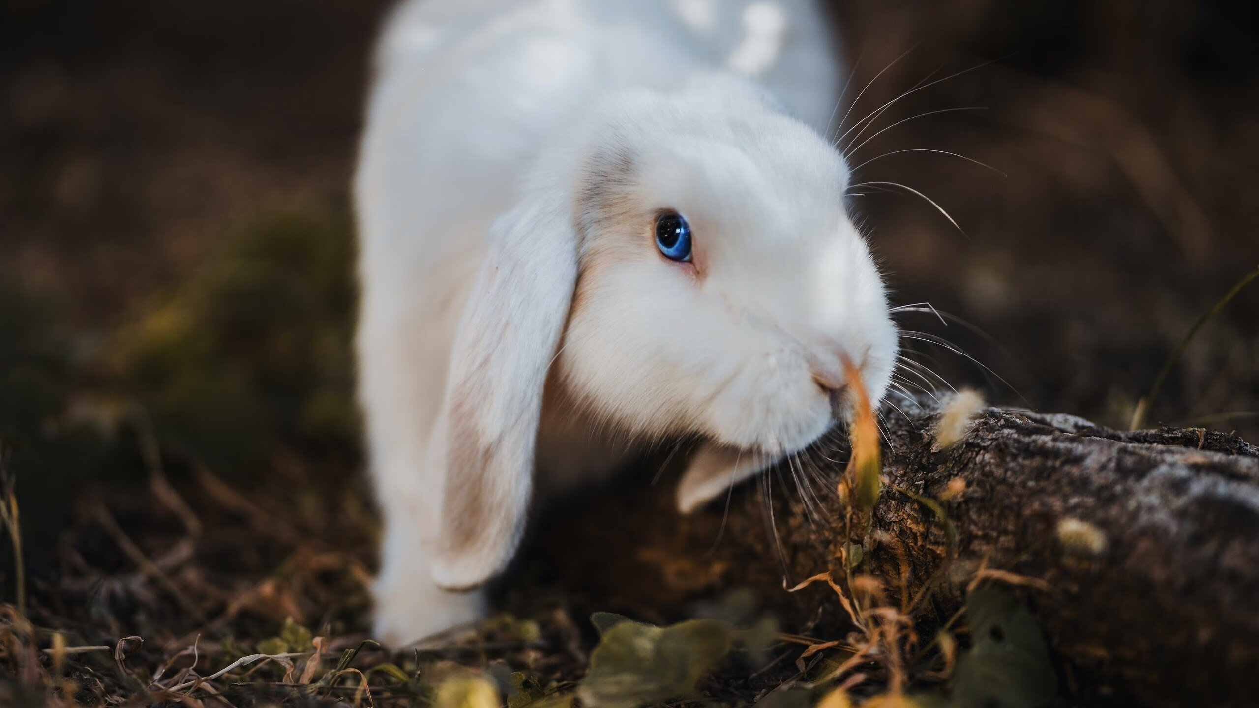 熊猫体育娱乐-比赛当晚突发情况处置及时赛事组织能力获得肯定，比赛过程中可能会出现哪些突发状况
