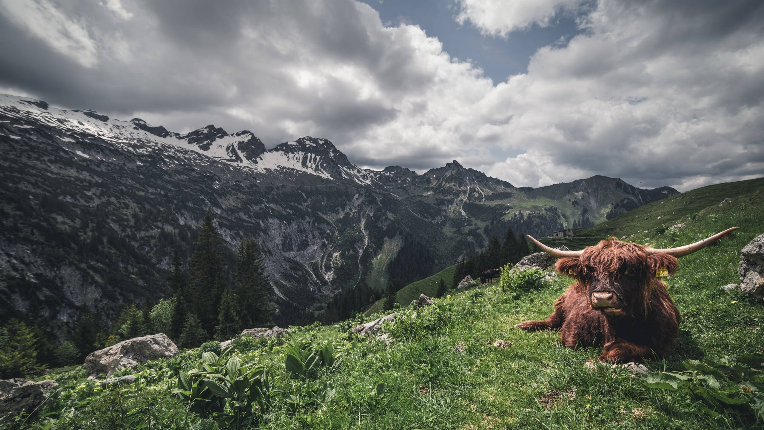 羽毛球国家队备战世锦赛信心十足,羽毛球世锦赛比赛