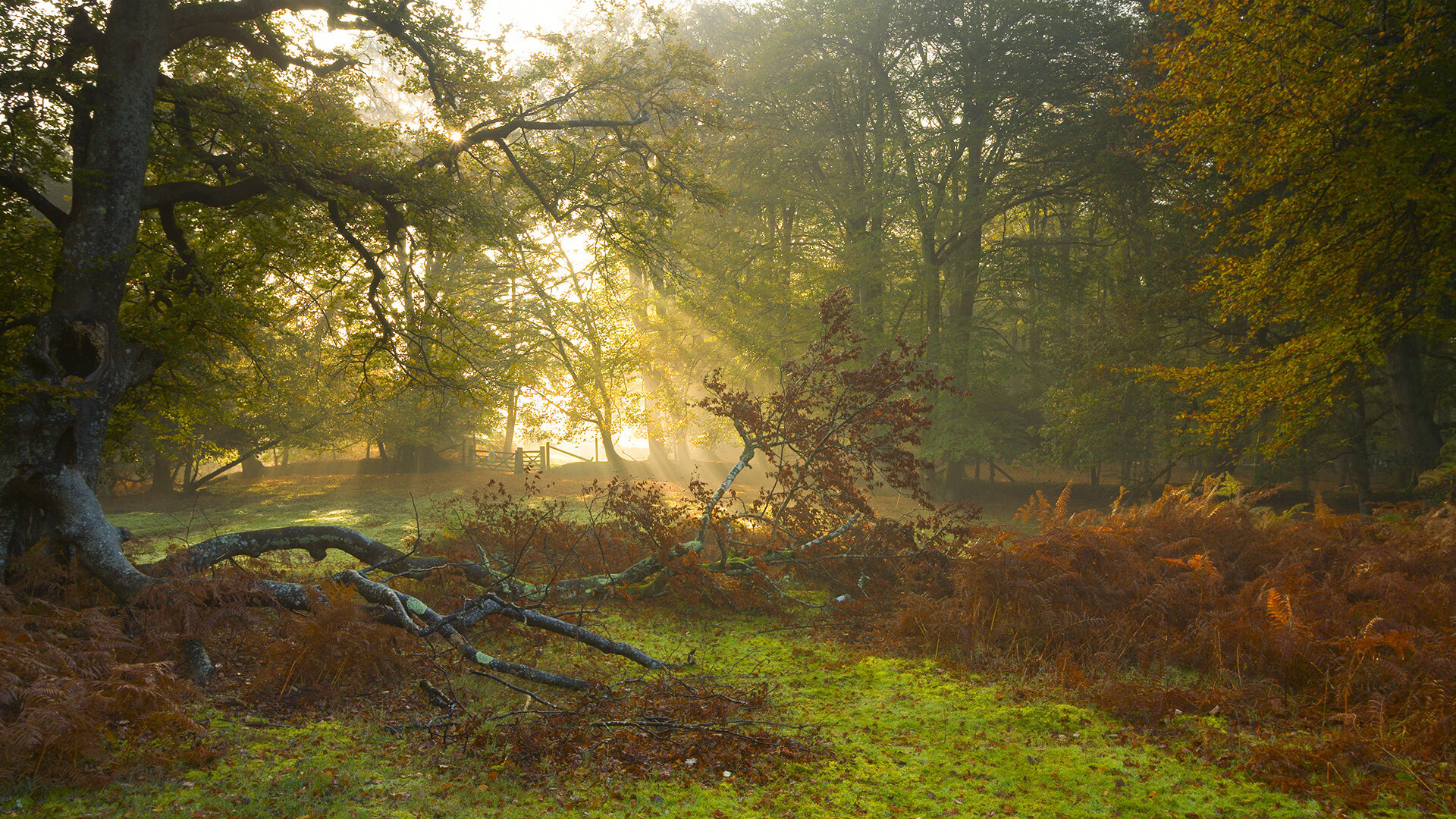 熊猫直播-足球赛事纪录片热播，传递体育热血与奋斗精神，足球纪录片排行榜
