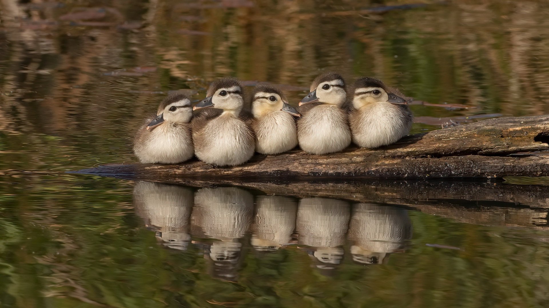 阿莱克西决赛发挥稳定赢得掌声，阿莱克西雅